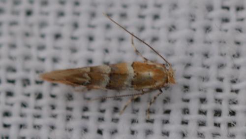 Réf. 344 350 : Phyllonorycter sp.